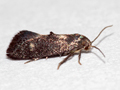 Phaulernis dentella